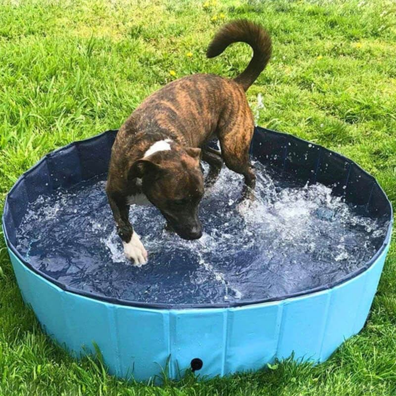 Piscine d'Été pour Chiens