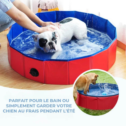 Piscine d'Été pour Chiens