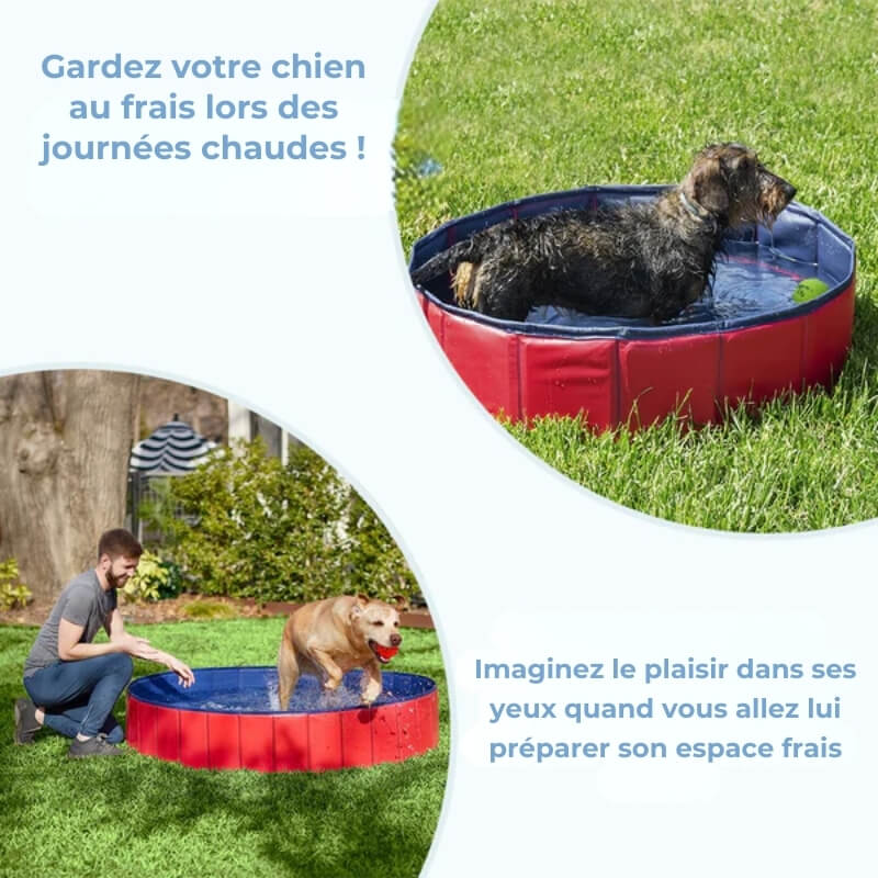 Piscine d'Été pour Chiens