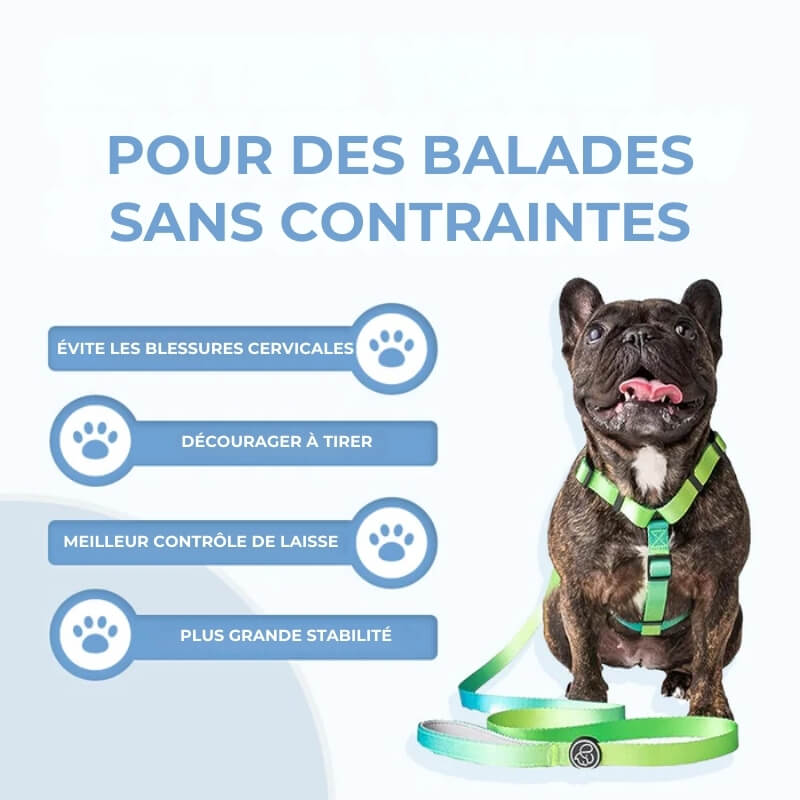 L'harnais Anti - Traction pour Chien - Jubilisto