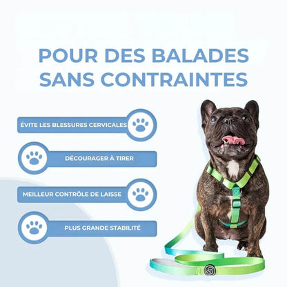 L'harnais Anti - Traction pour Chien - Jubilisto