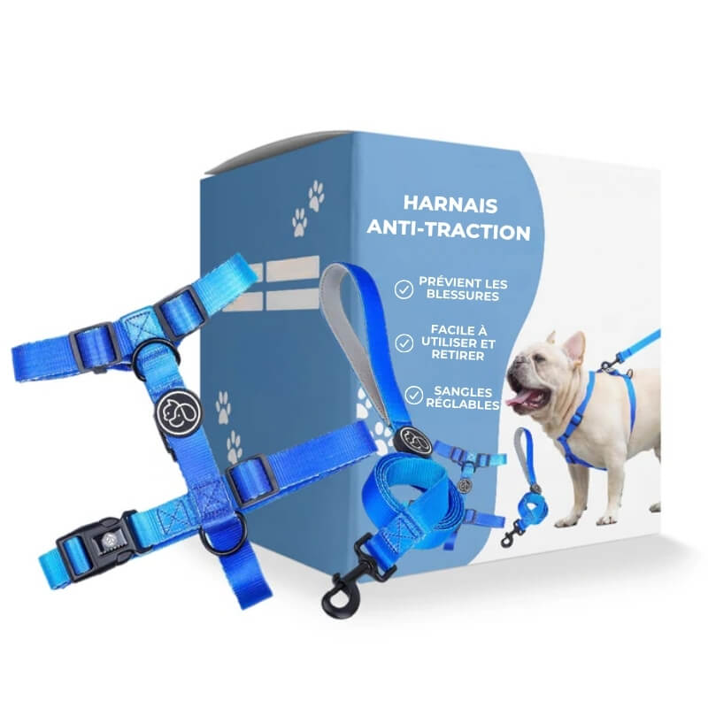 L'harnais Anti - Traction pour Chien - Jubilisto