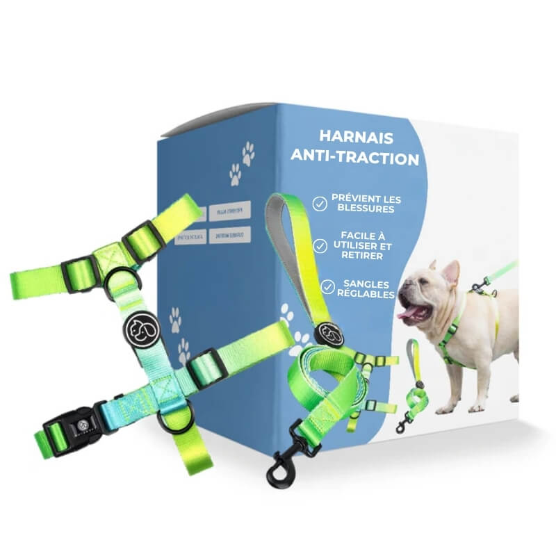 L'harnais Anti - Traction pour Chien - Jubilisto