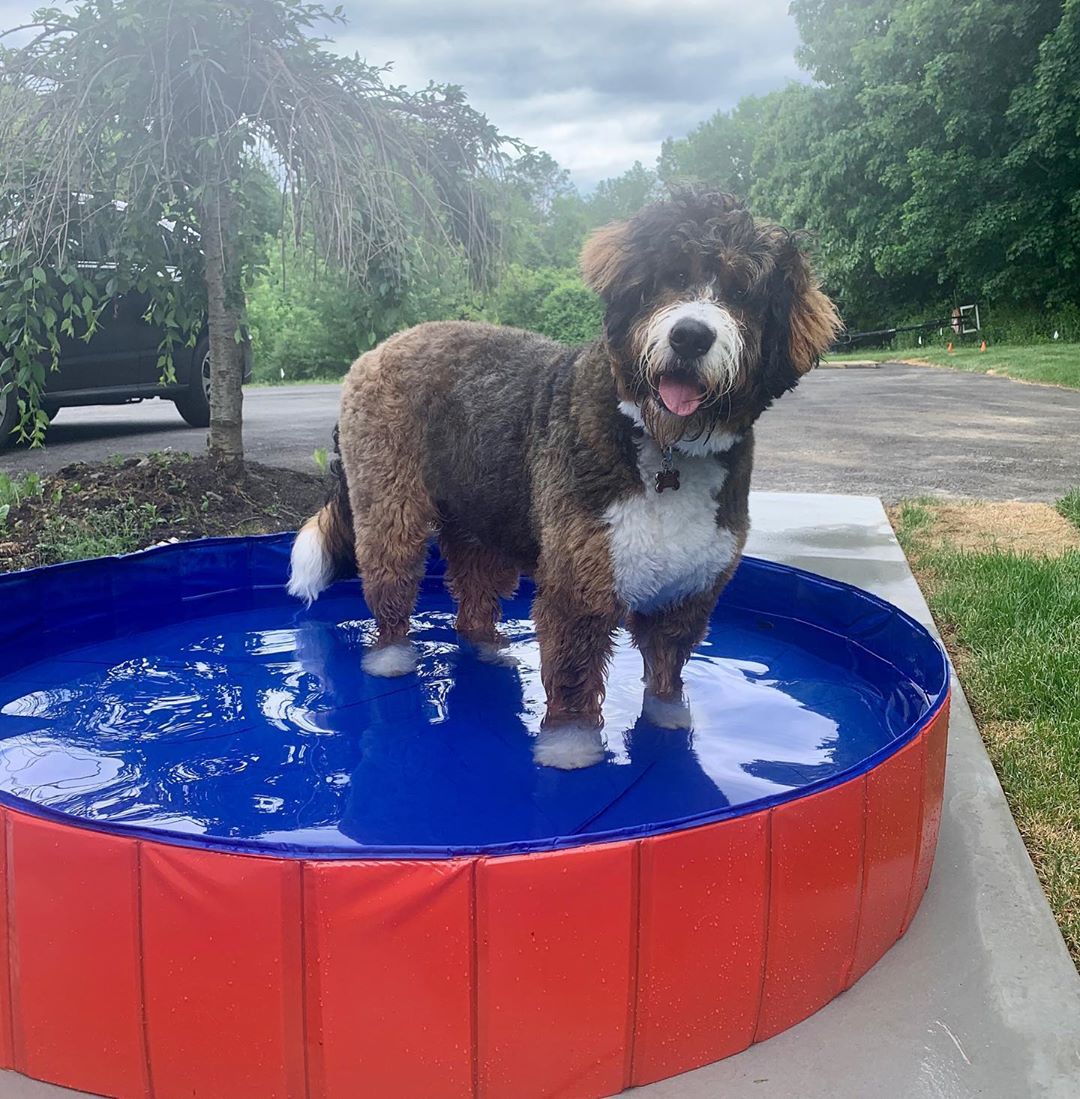 Piscine d'Été pour Chiens - Jubilisto